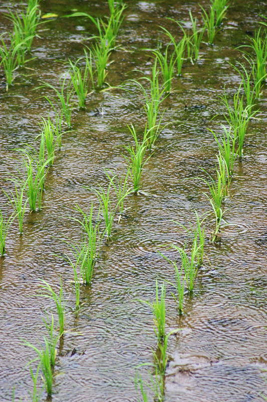 稲と五月雨
